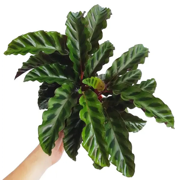 Calathea Gandersii Plant - Rare