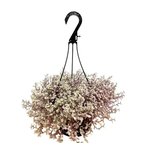 Tradescantia Callisia Pink Passion, Pink Lady