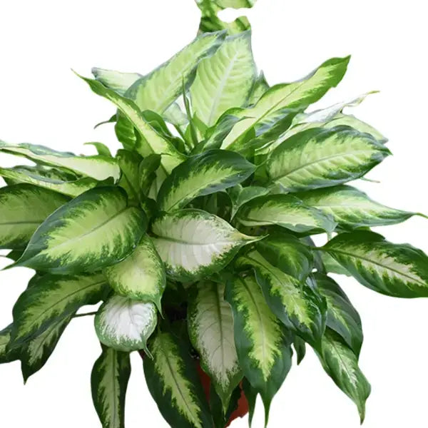 Dieffenbachia Maculata Camille