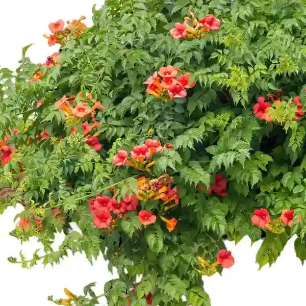 Campsis Radicans - Trumpet Vine plant