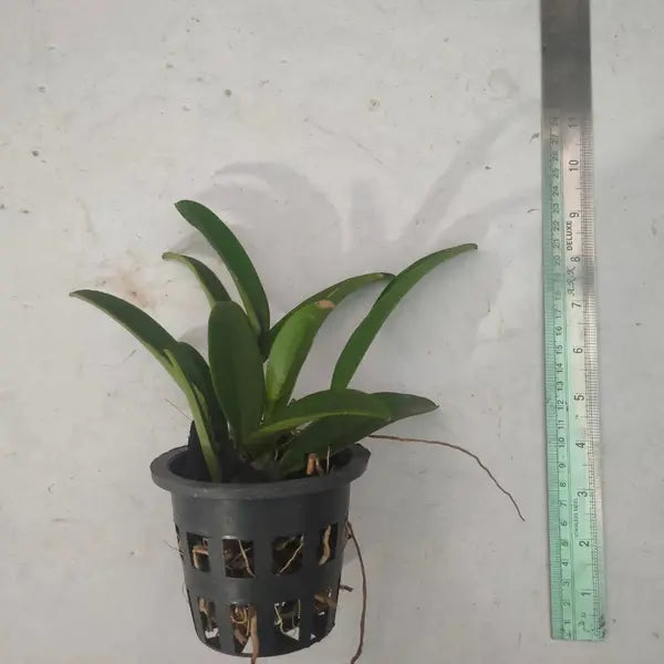 Cattleya Jairak Cosmos