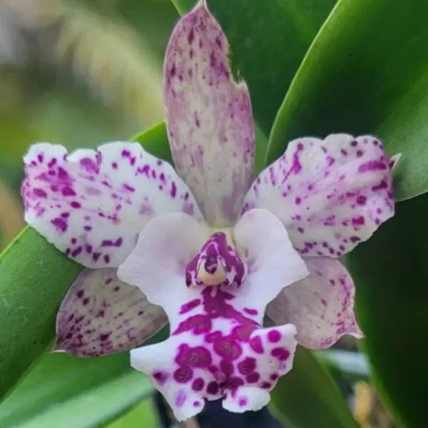 Cattleya Jairak Cosmos