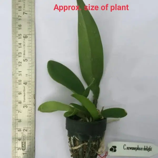 Cattleya (CS-046)