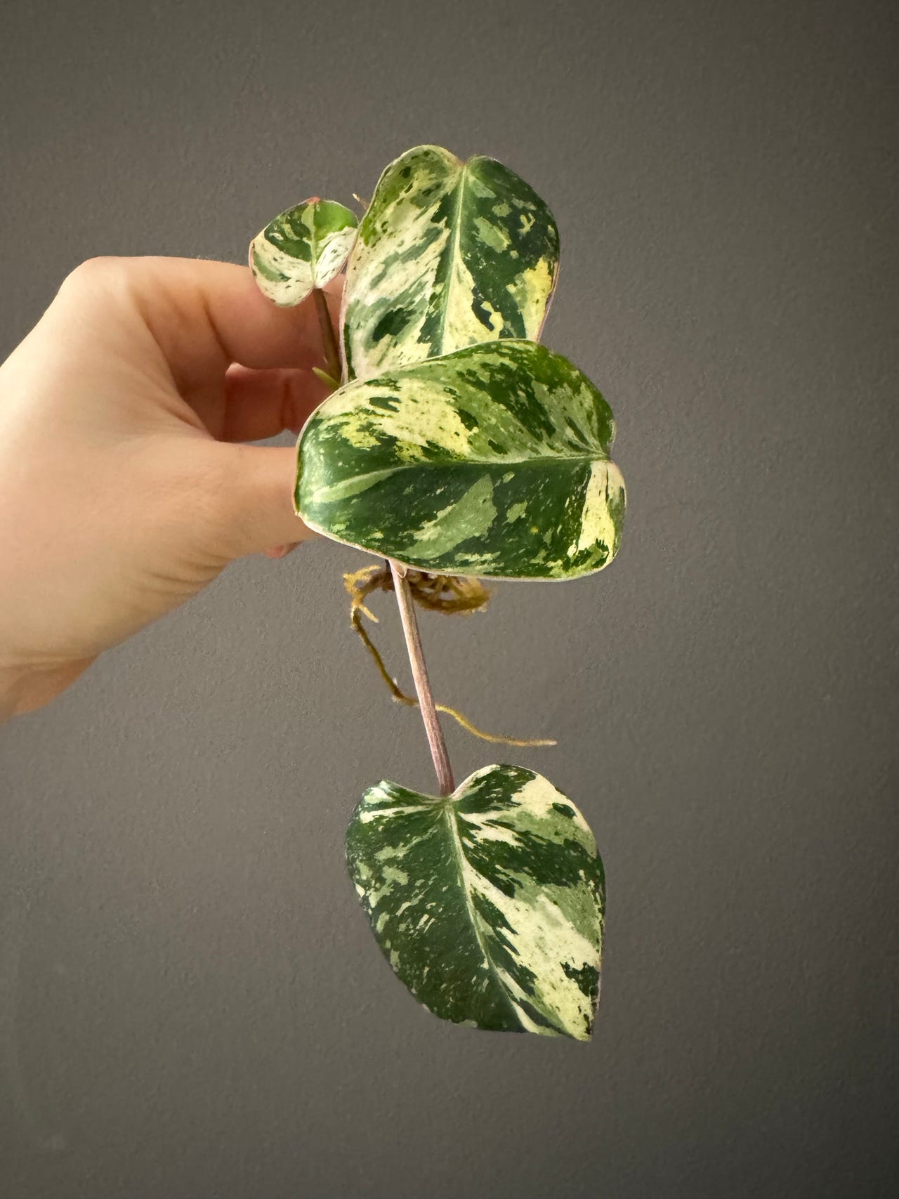 Philodendron Emerald ice