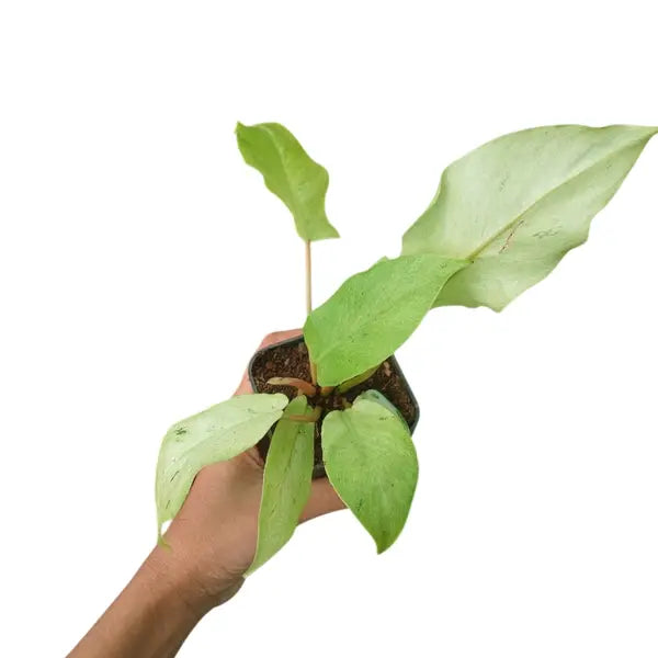 Philodendron SnowDrift