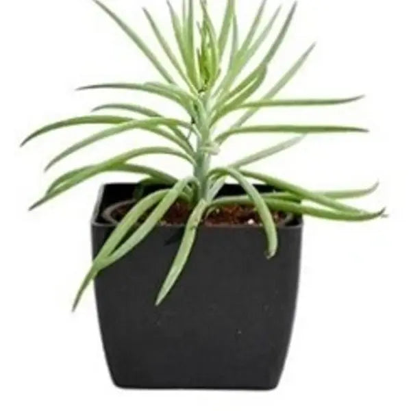 Bush Senecio Succulent | Upright Evergreen
