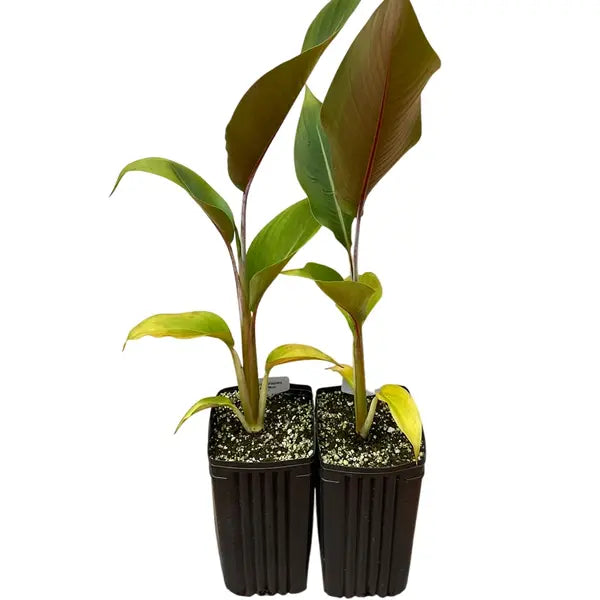 Heliconia griggsiana