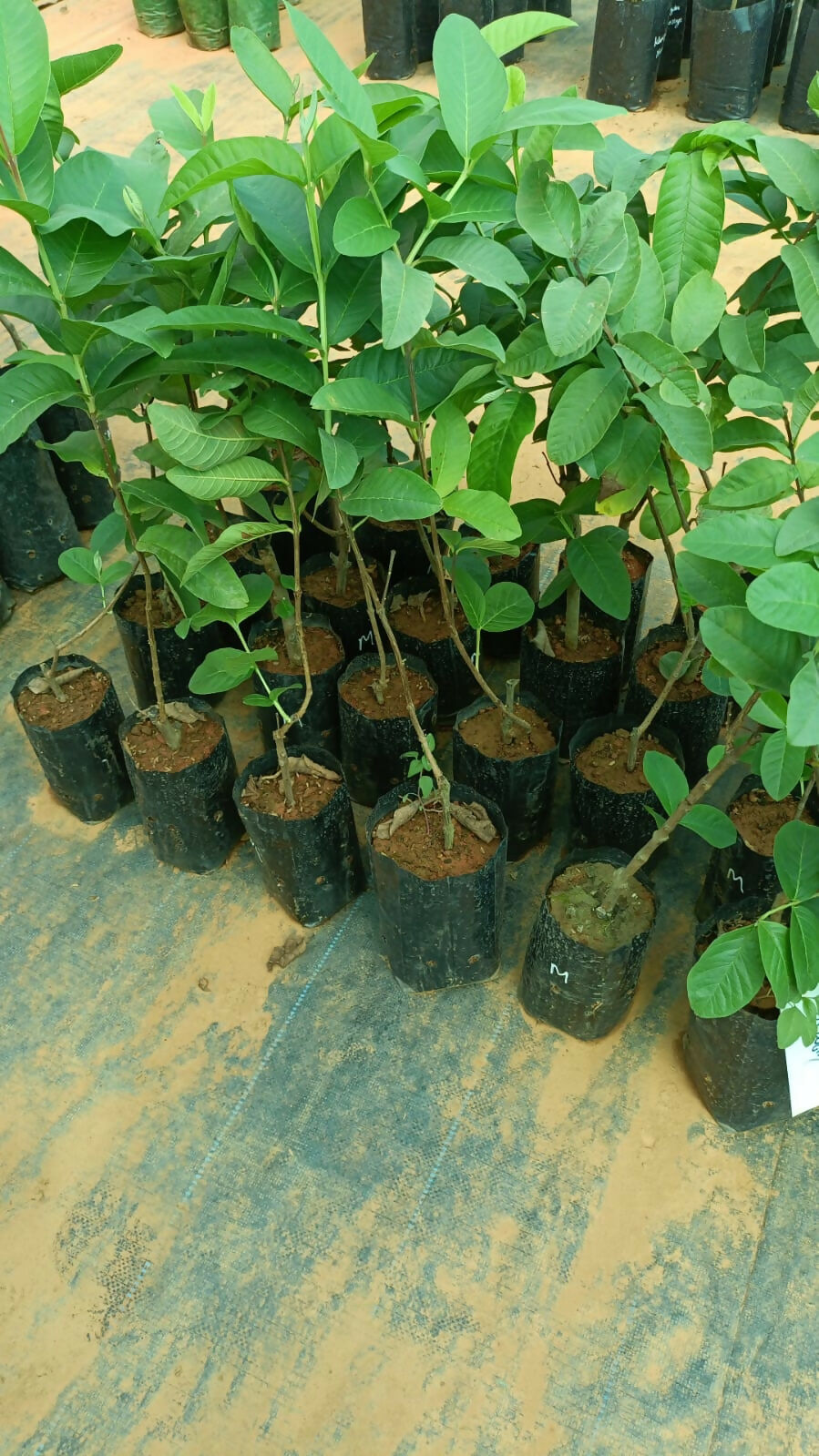 Madhuri Guava – Live Grafted Exotic Fruit Tree - Keyfarm Wayanad