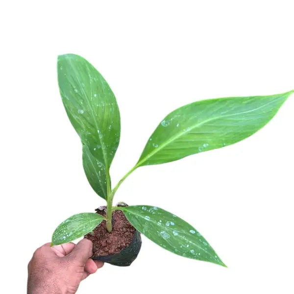 Theni Nendran Banana