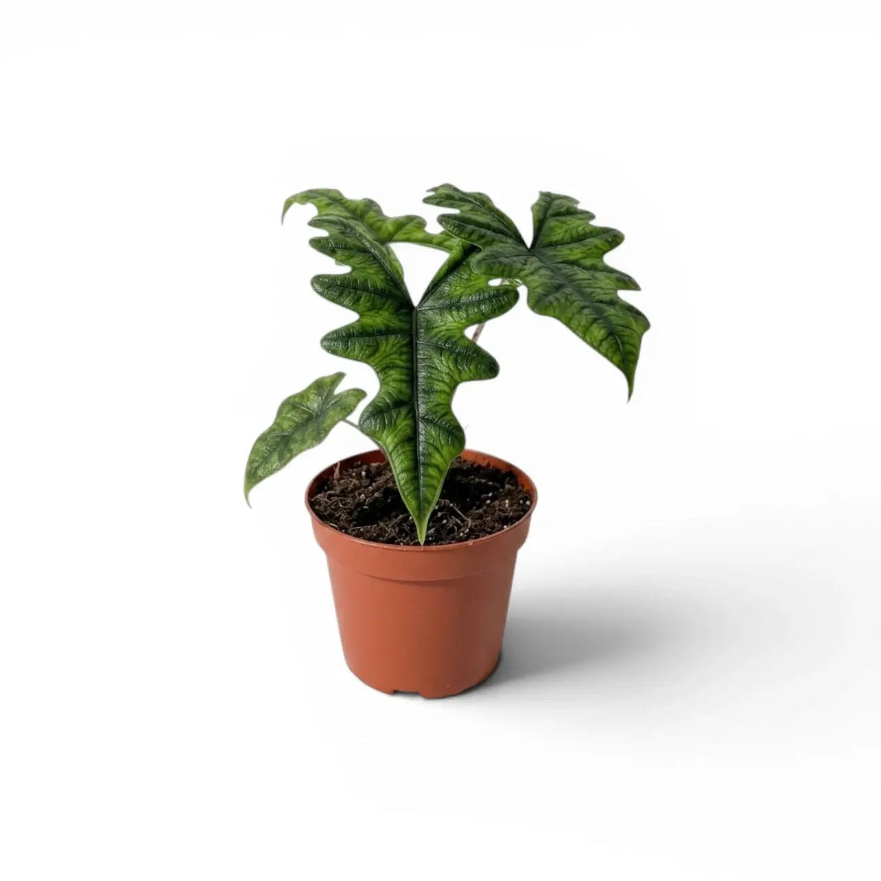 Alocasia Jacklyn healthy live foliage plant – Foliages India