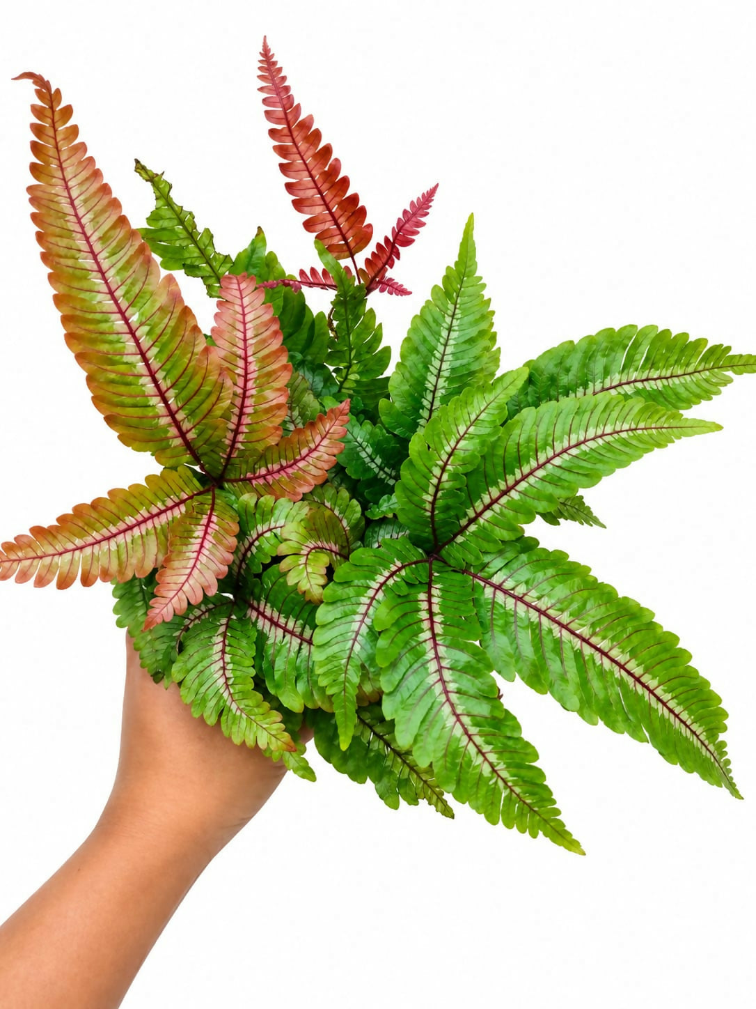 Tricolour fern- imported bushy fern- indoor fern