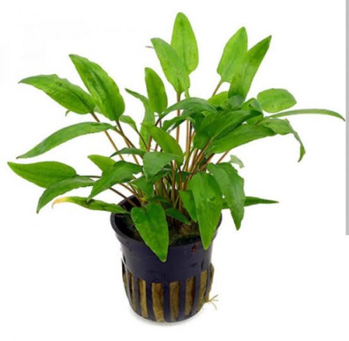 Cryptocoryne wendtii Green (large pot)