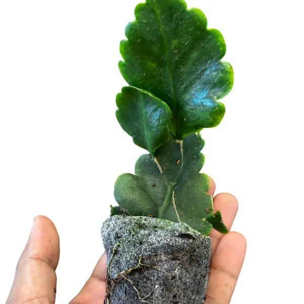 Rhipsalis Oblonga