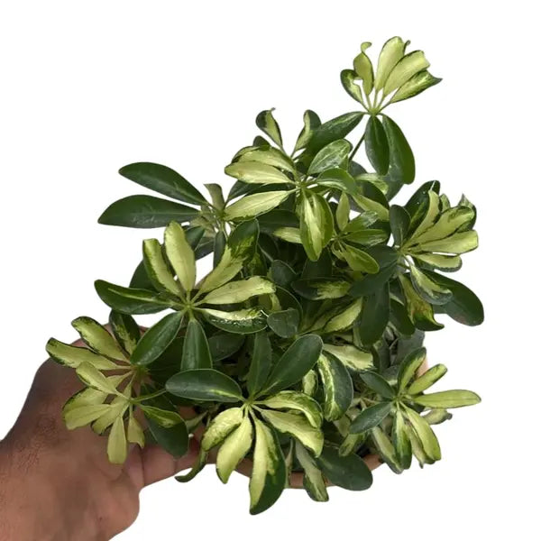 Schefflera Miniature Variegated