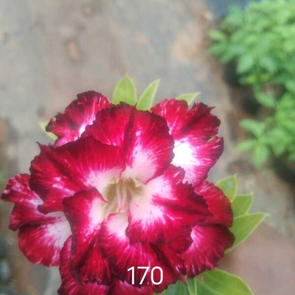 Adenium Plant-170
