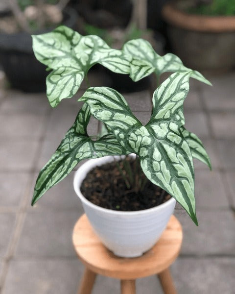 Philodendron mirabilis