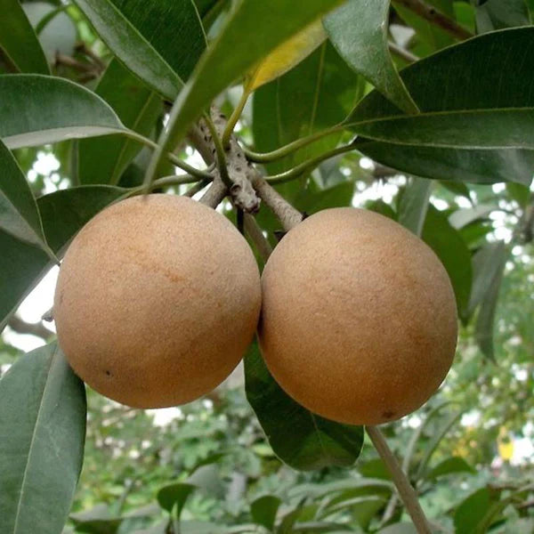 Cricket Ball Sapota Plant - Large & Sweet Fruit - Keyfarm Wayanad