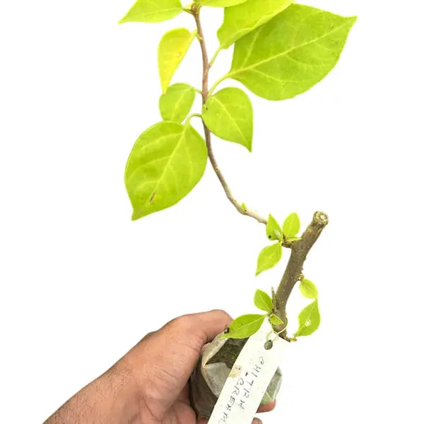 Bougainvillea Chitra Cream