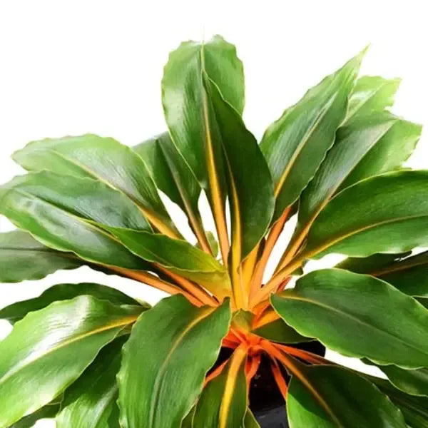 Chlorophytum Fire Flash