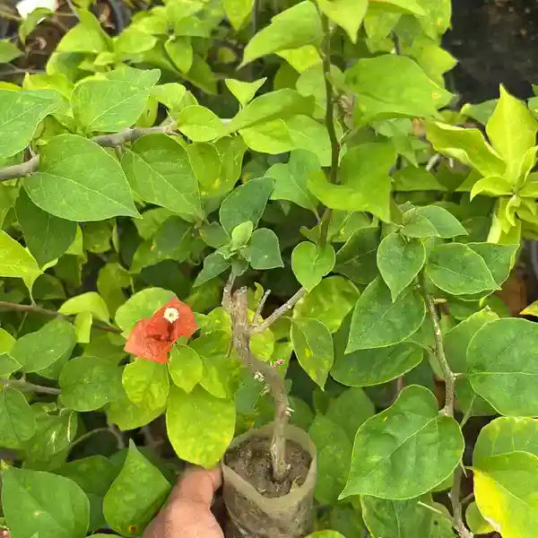 Bougainvillea Chocolate Brown
