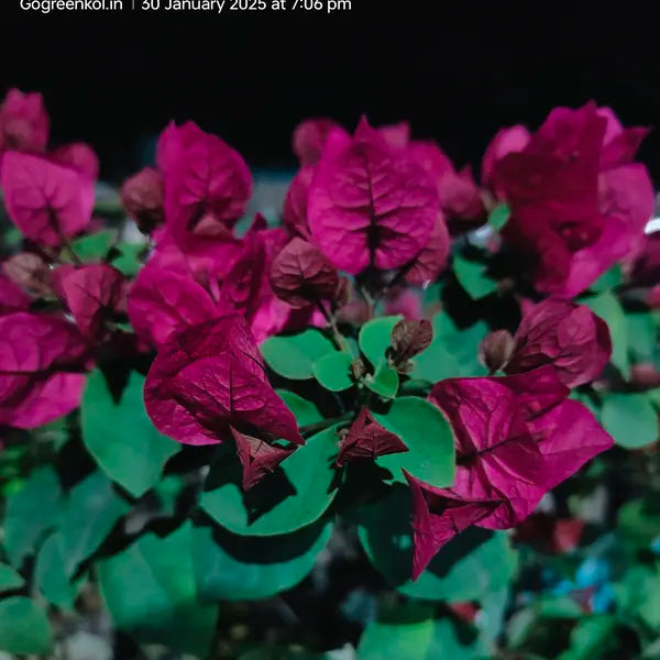 Bougainvillea Chocolate Pink