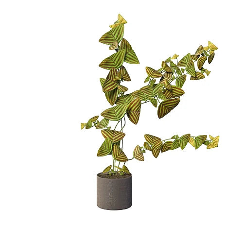 Christia Obcordata Plant