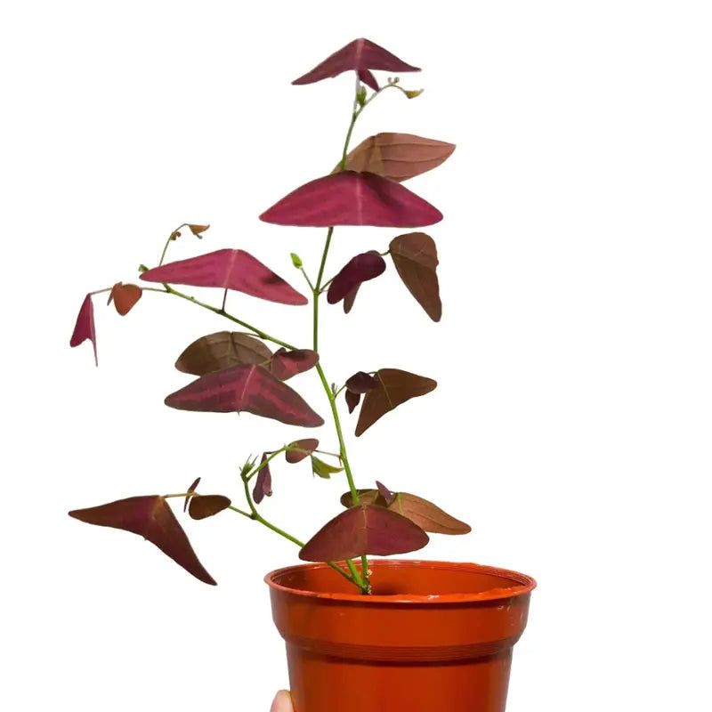 Red Butterfly Wing Plant - Rare