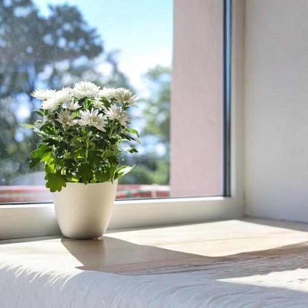 Chrysanthemum White (Jamanthi)