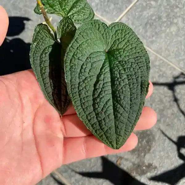 Anthurium Clidemioides - Rare