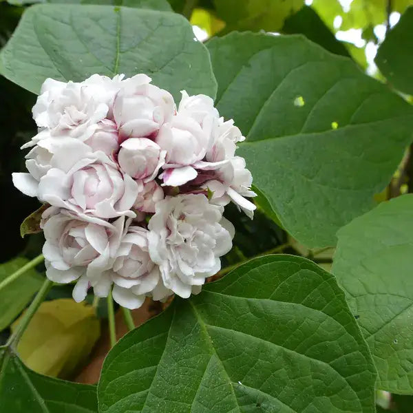 Hazari Mogra