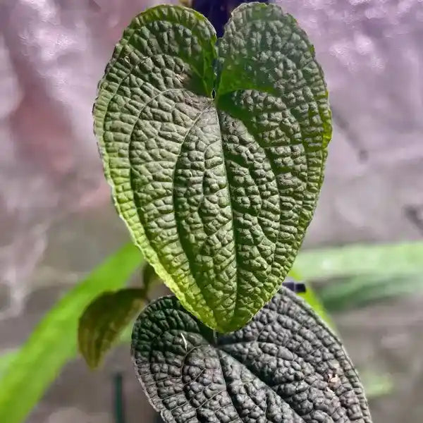 Anthurium Clidemioides - Rare