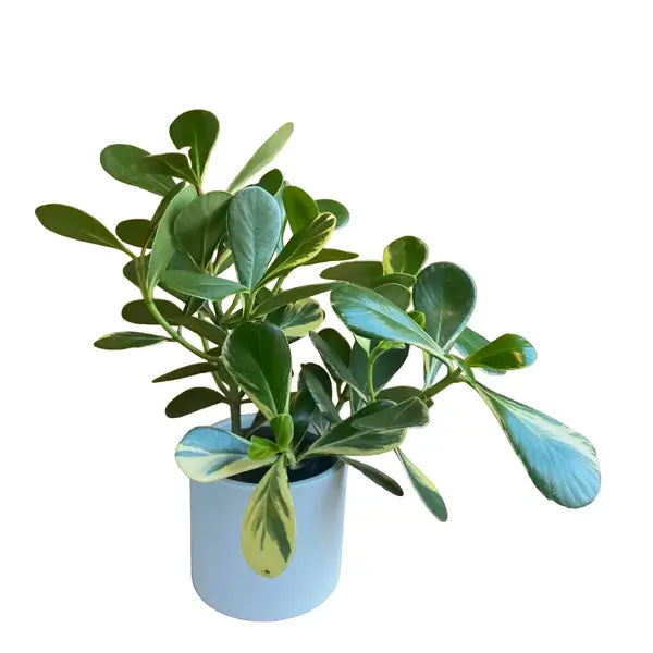 Clusia Rosea Variegated - Rare