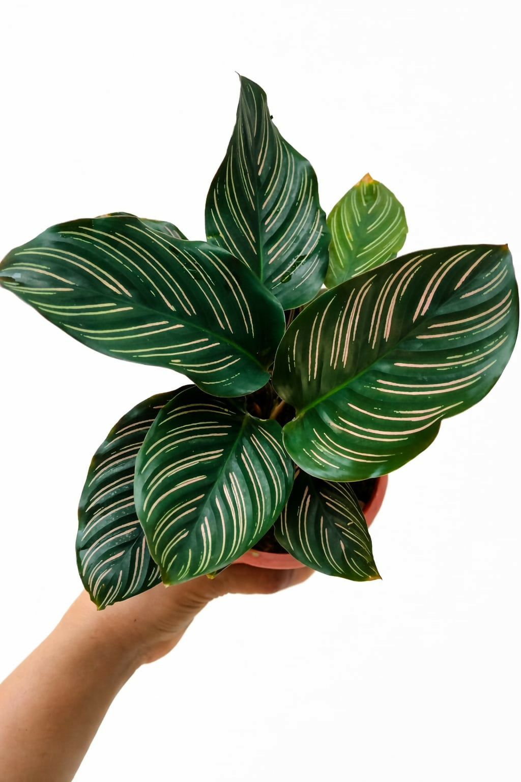 Calathea Ornata Bushy