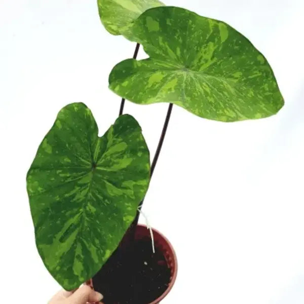 Colocasia Lime Gecko