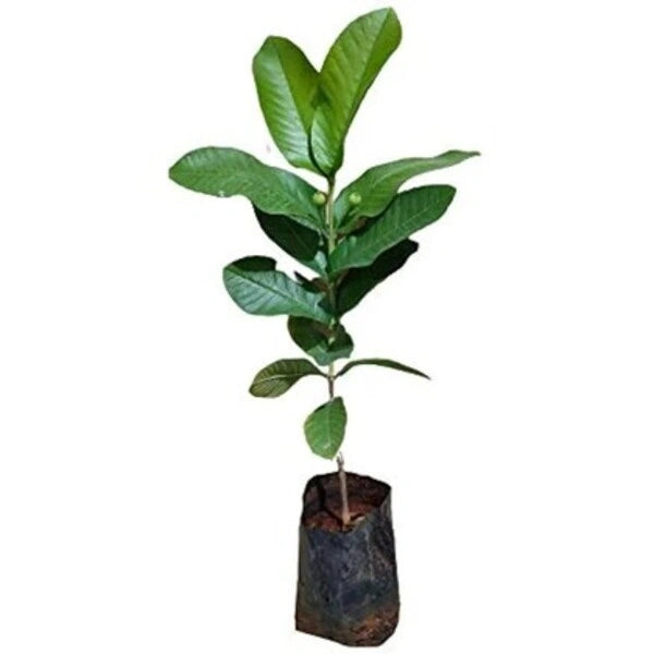 Guava Kilo Pera Plant