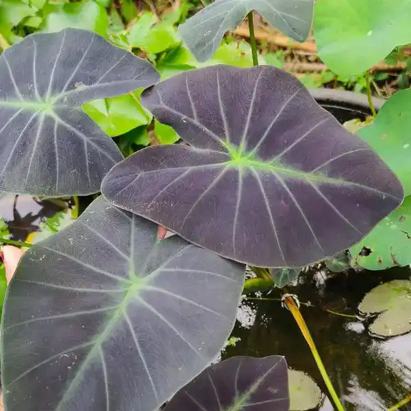 Colocasia 4 Varieties Pack