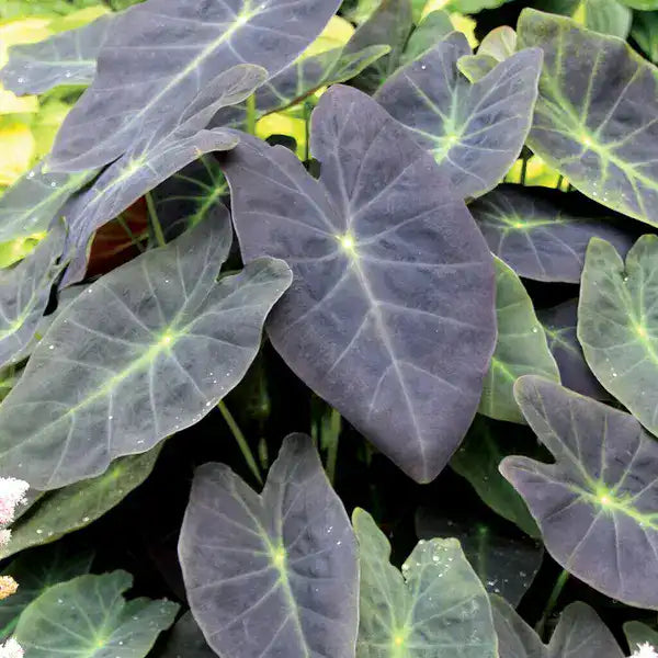 Colocasia Coral Miner