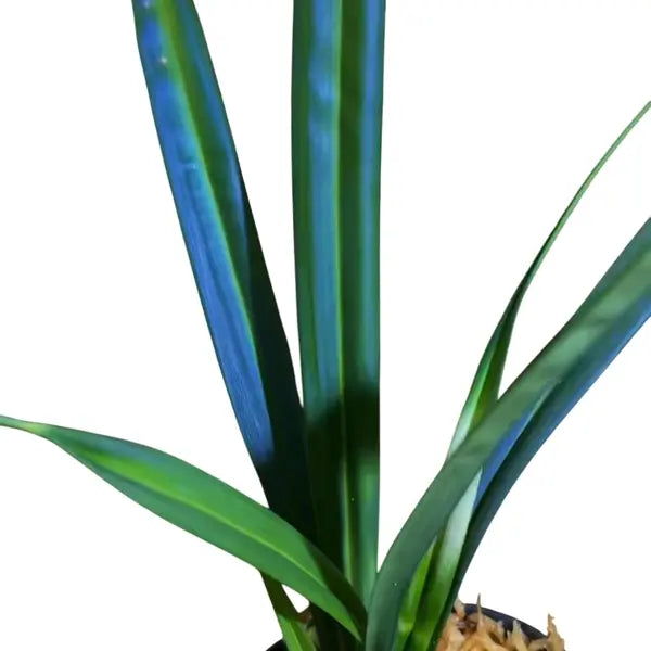 Mapania caudata