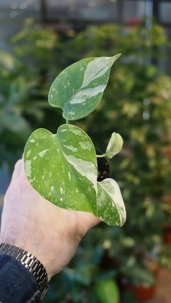 Monstera Deliciosa Thai constellation Variegated – Rare Collector's Plant - Aloevera Greens