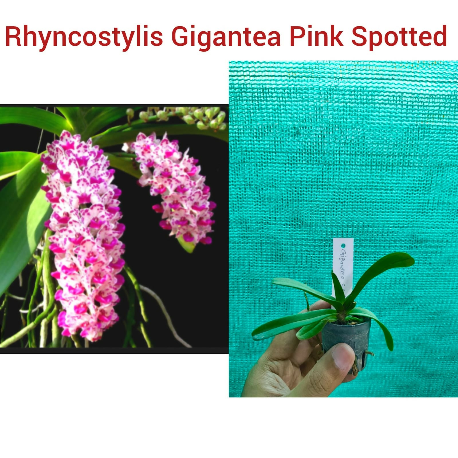 Rhyncostylis Orchid Gigantea Pink Spotted