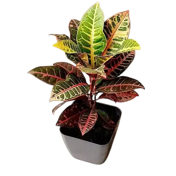 Croton Plant