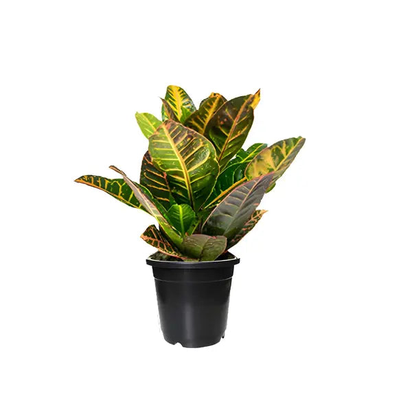 Croton Plant