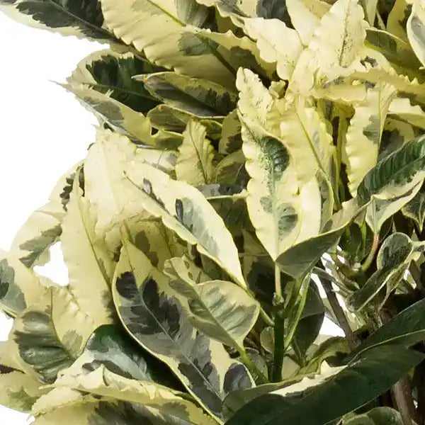 Croton Codiaeum variegatum Tamara