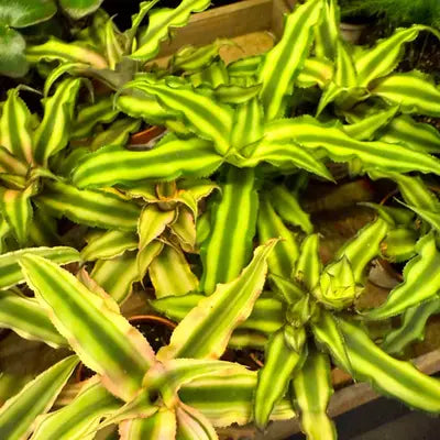Cryptanthus Bivittatus Green