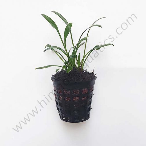 Cryptocoryne parva/ Dwarf cryptocoryne (large pot)