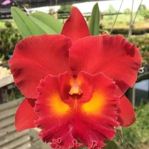 Cattleya (CS-028)