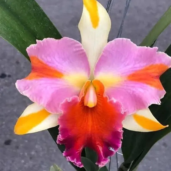 Cattleya (CS-029)