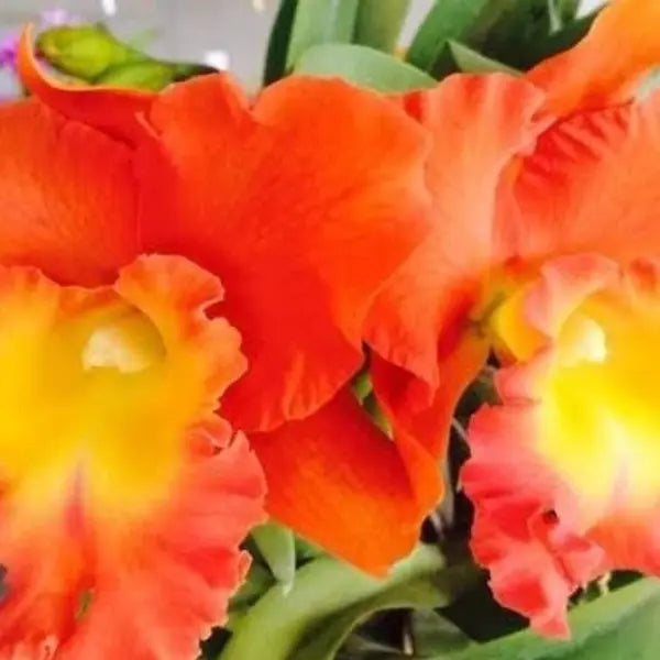 Cattleya (CS-030)