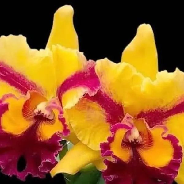 Cattleya (CS-031)