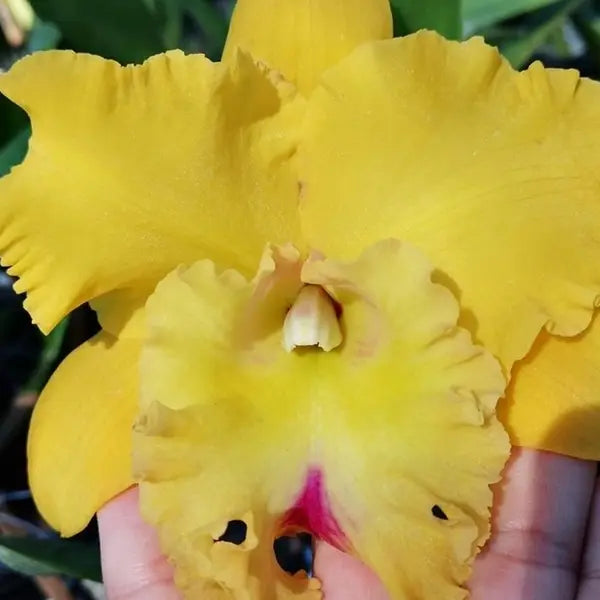 Cattleya (CS-032)